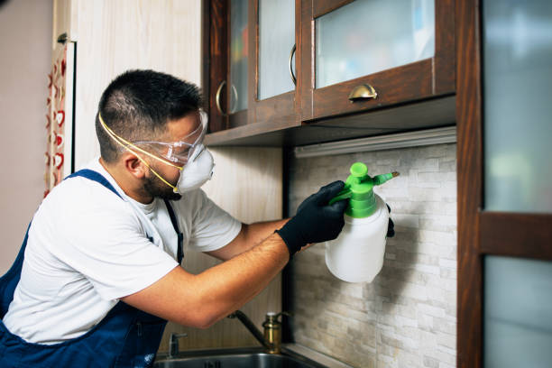 Best Local Pest Control Services  in Coleytown, CT