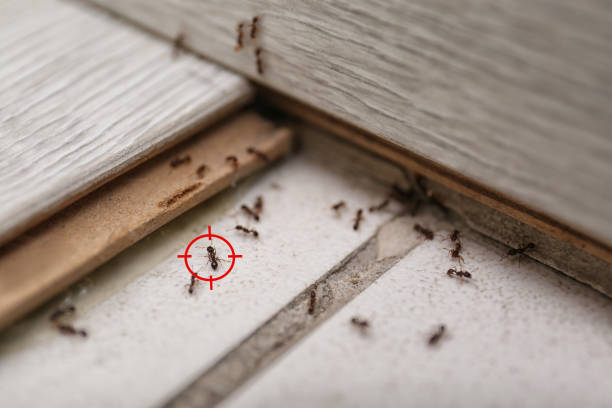 Best Commercial Pest Control Services  in Coleytown, CT