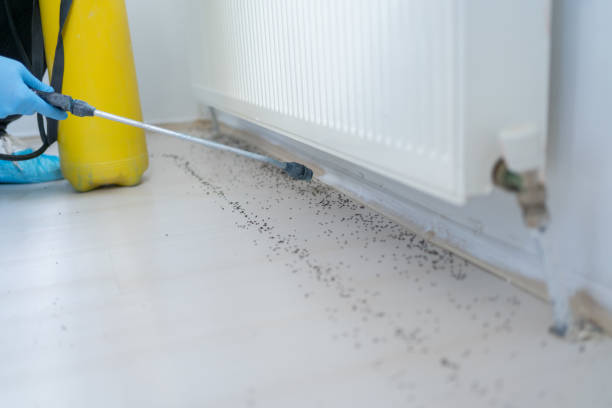 Best Emergency Pest Control  in Coleytown, CT